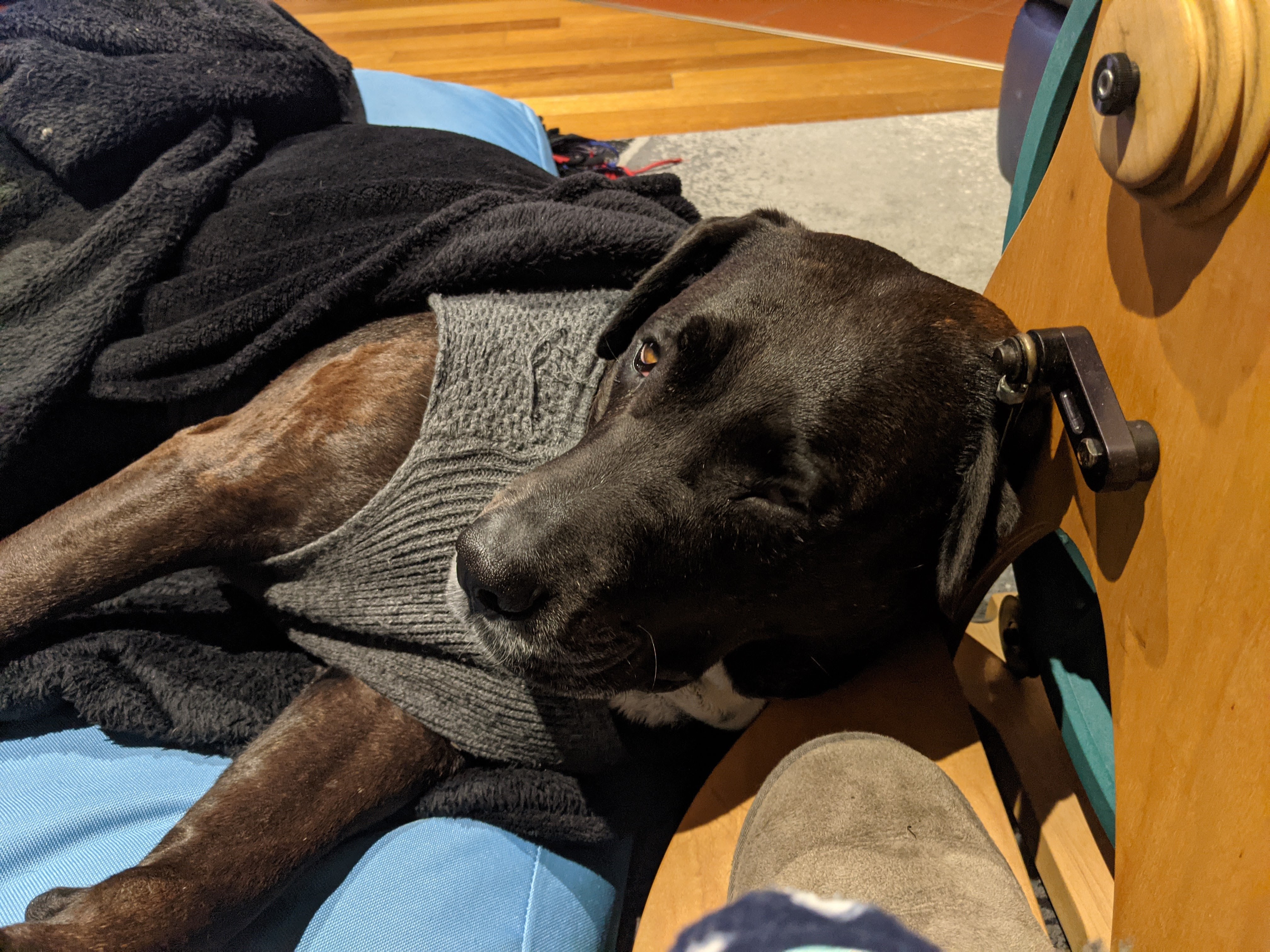 black dog in grey pajamas laying on a blue bed with their head resting against a spinning wheel's left treadle. Dog is giving a mild side eye to the camera.